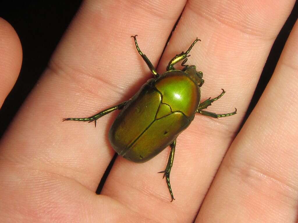 Imagem de Hemipharis insularis (Gory & Percheron 1833)