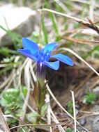 Plancia ëd Gentiana verna L.