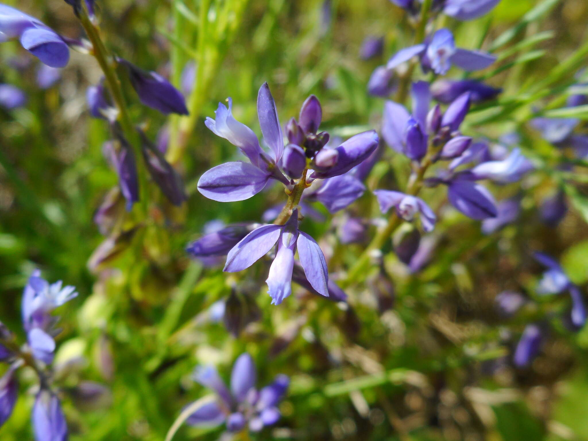 Image of Polygala amarella Crantz