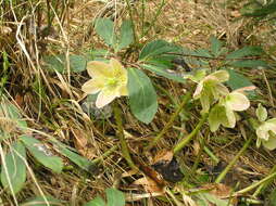 Image of black hellebore