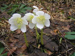 Image of black hellebore