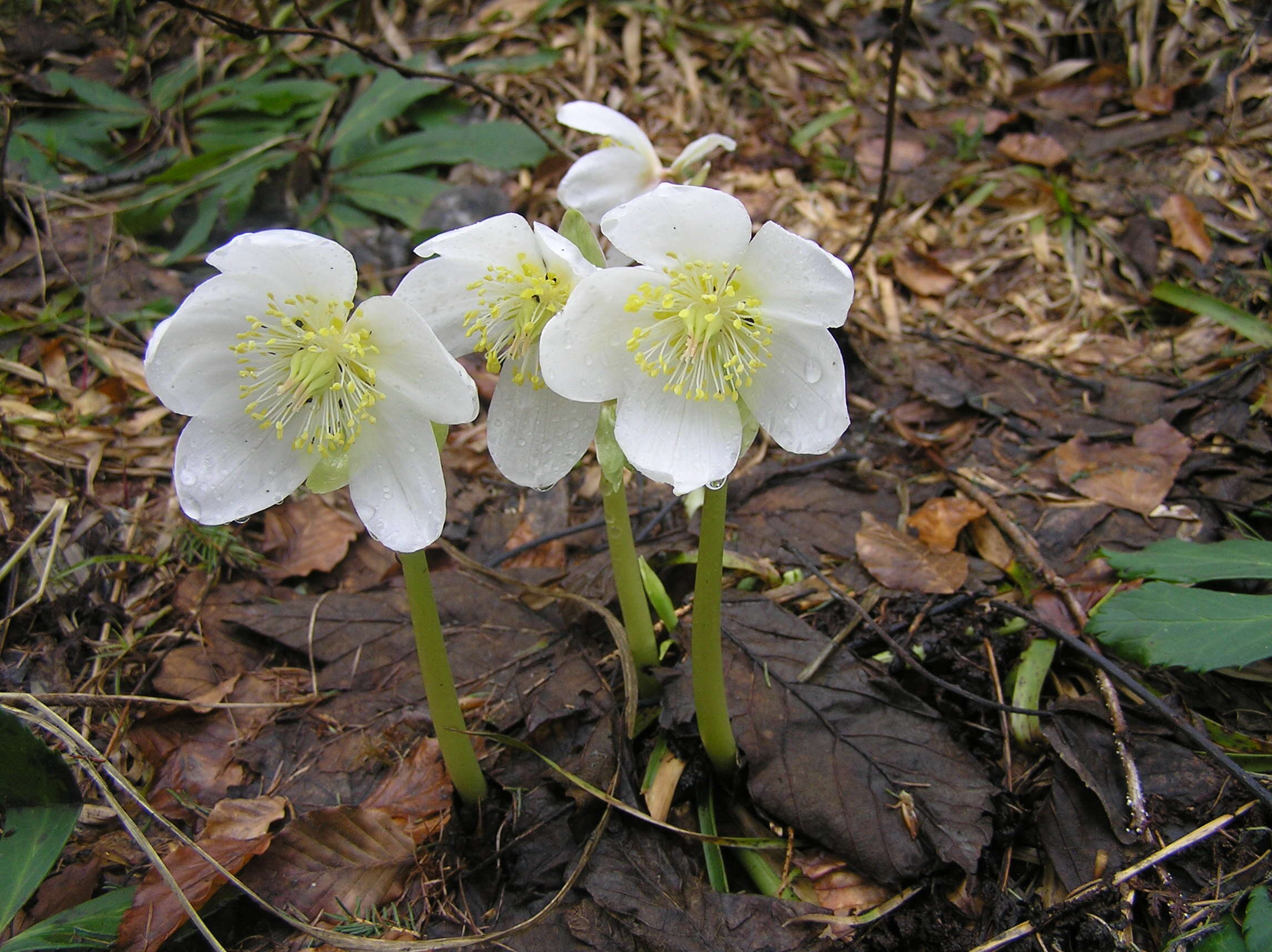 Image of black hellebore