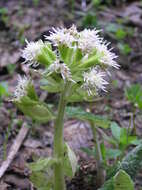 Image of Petasites albus (L.) Gaertn.