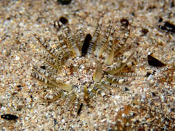 Image of gem anemone