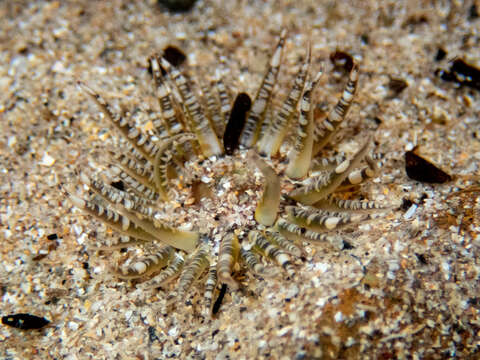 Image of gem anemone