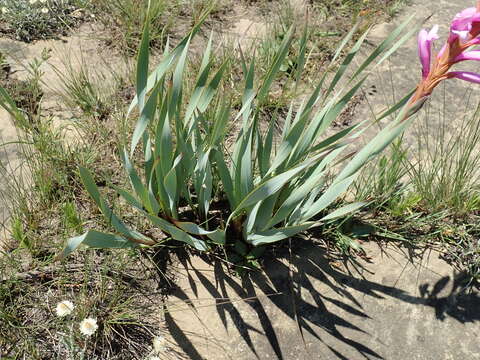 Image of Watsonia lepida N. E. Br.