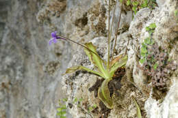 Image of Pinguicula caussensis (Casper) Roccia