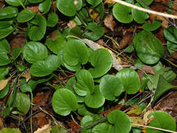 Plancia ëd Pyrola rotundifolia L.