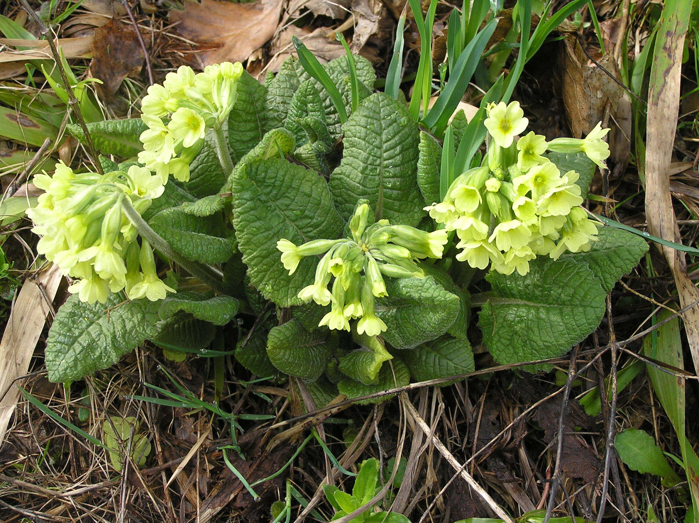 Image of oxlip