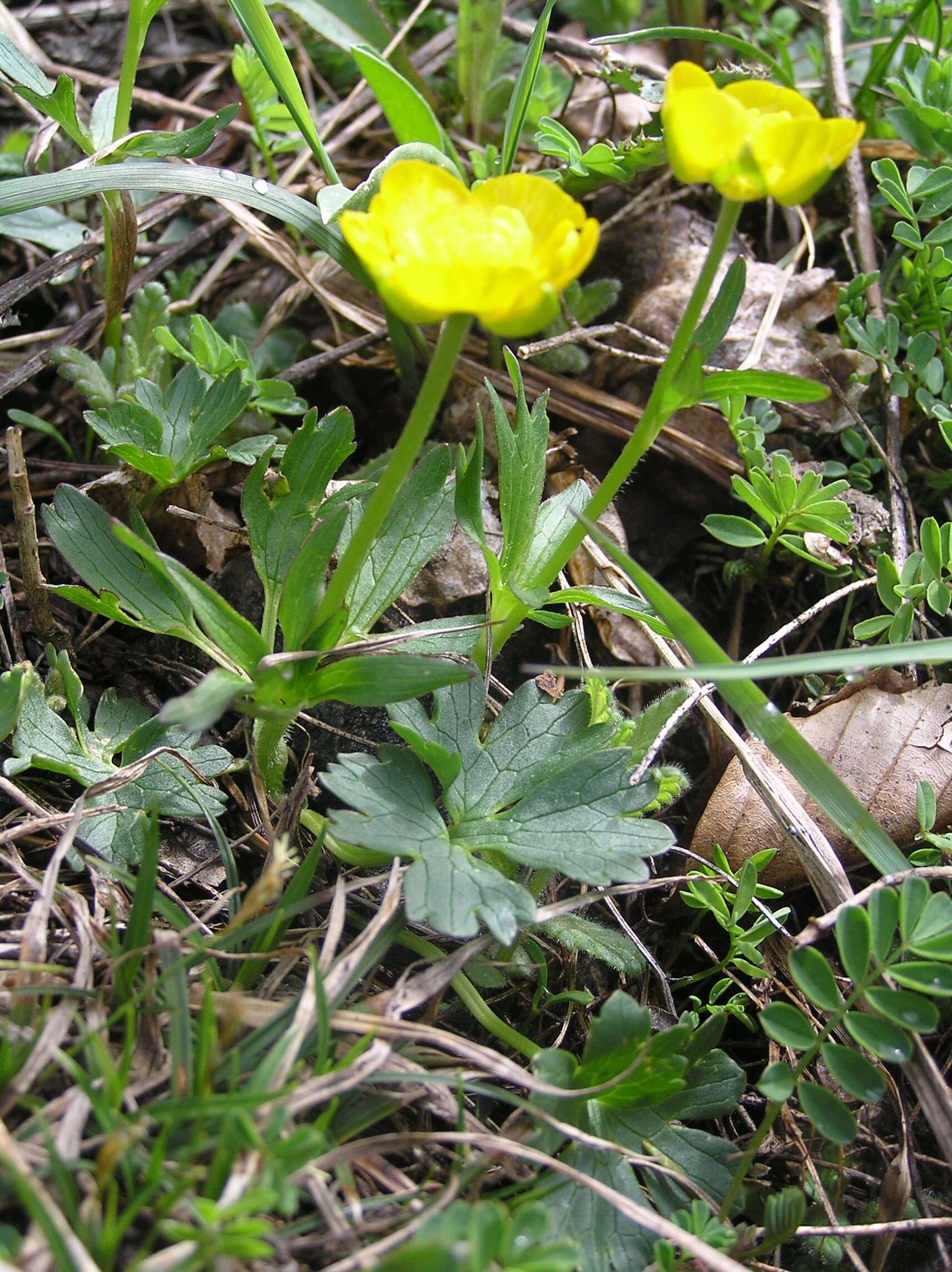 Image of Buttercup