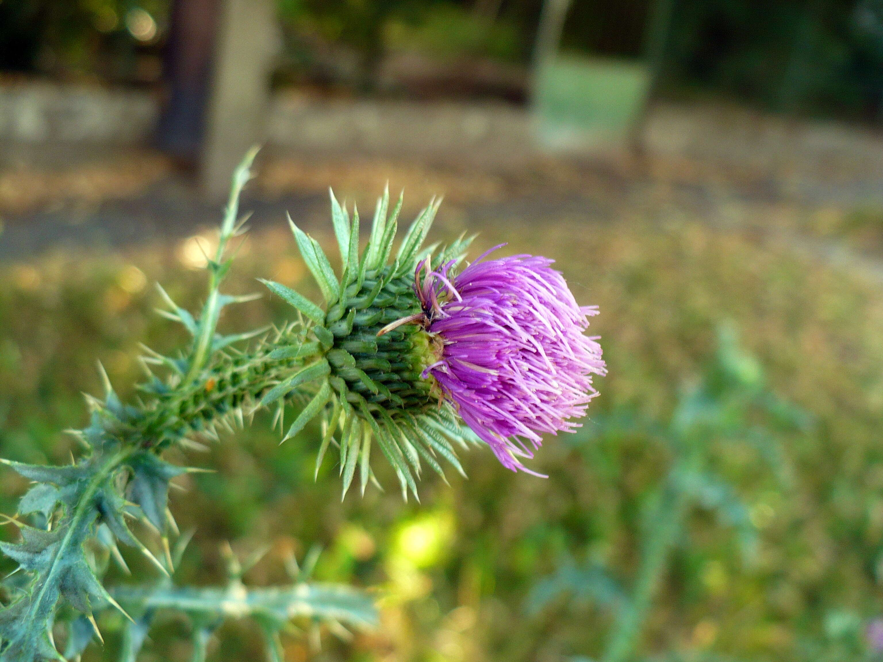 Слика од Carduus acanthoides L.