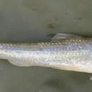 Image of Northern whitefin gudgeon