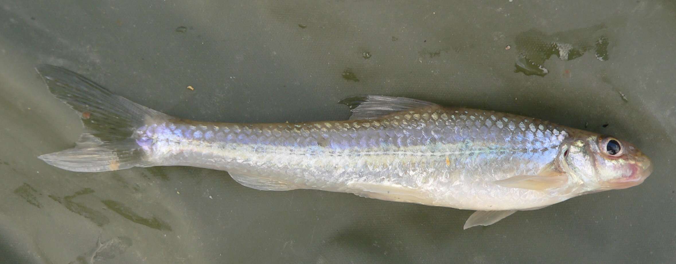 Image of Northern whitefin gudgeon