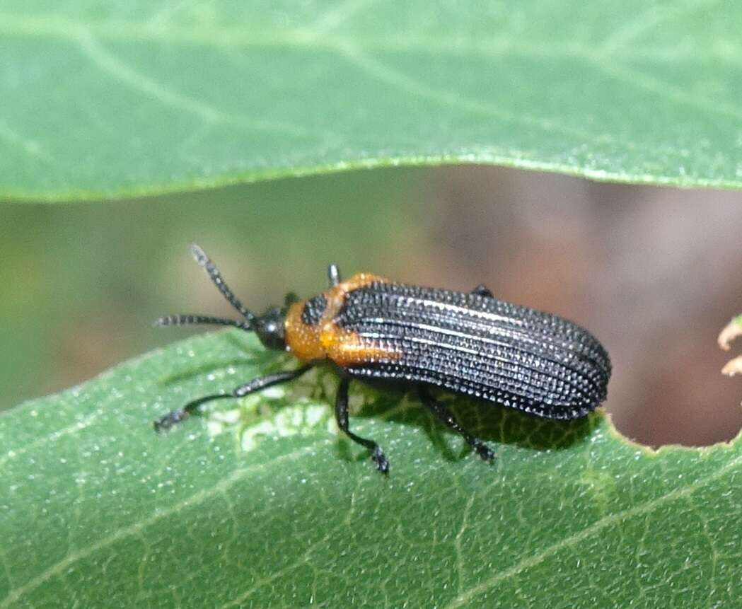 Image of Odontota arizonica (Uhmann 1938)