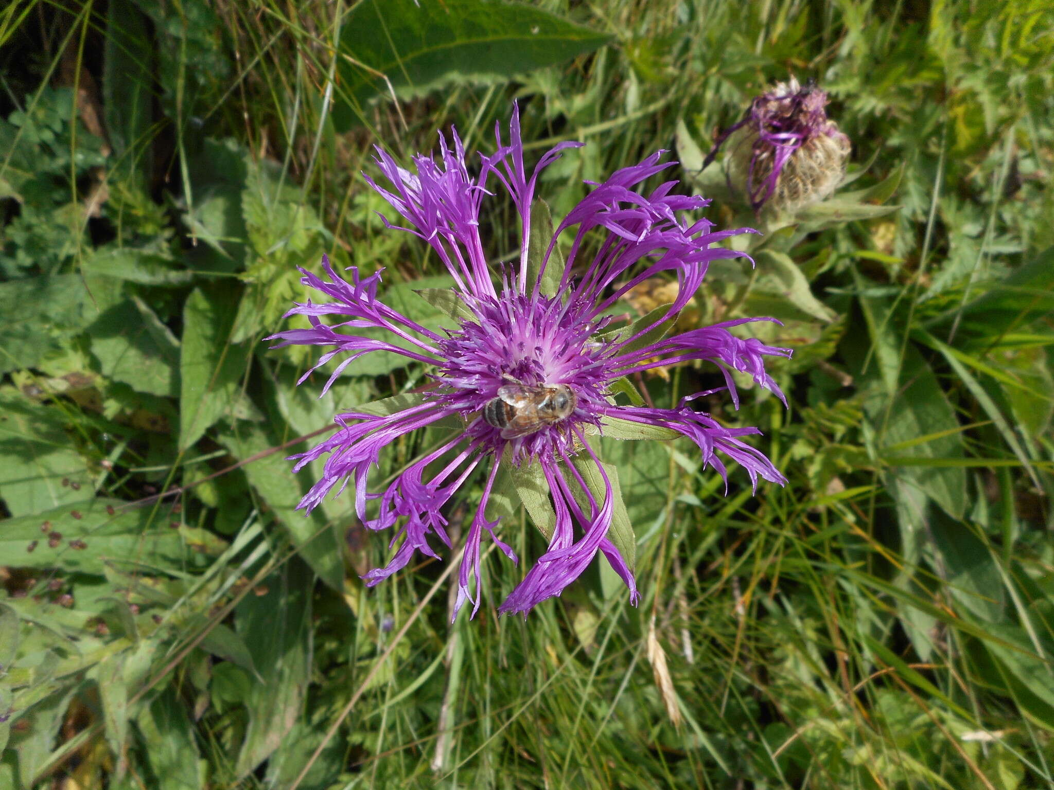 Centaurea nervosa Willd. resmi