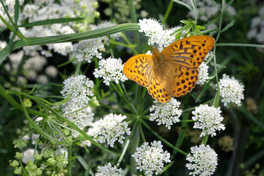 Слика од Oenanthe crocata L.