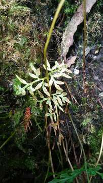 Sivun Cryptogramma brunoniana Wall. kuva