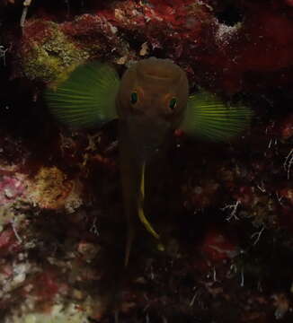 Image of Golden goby