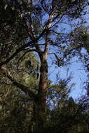 Image of Eucalyptus globoidea Blakely