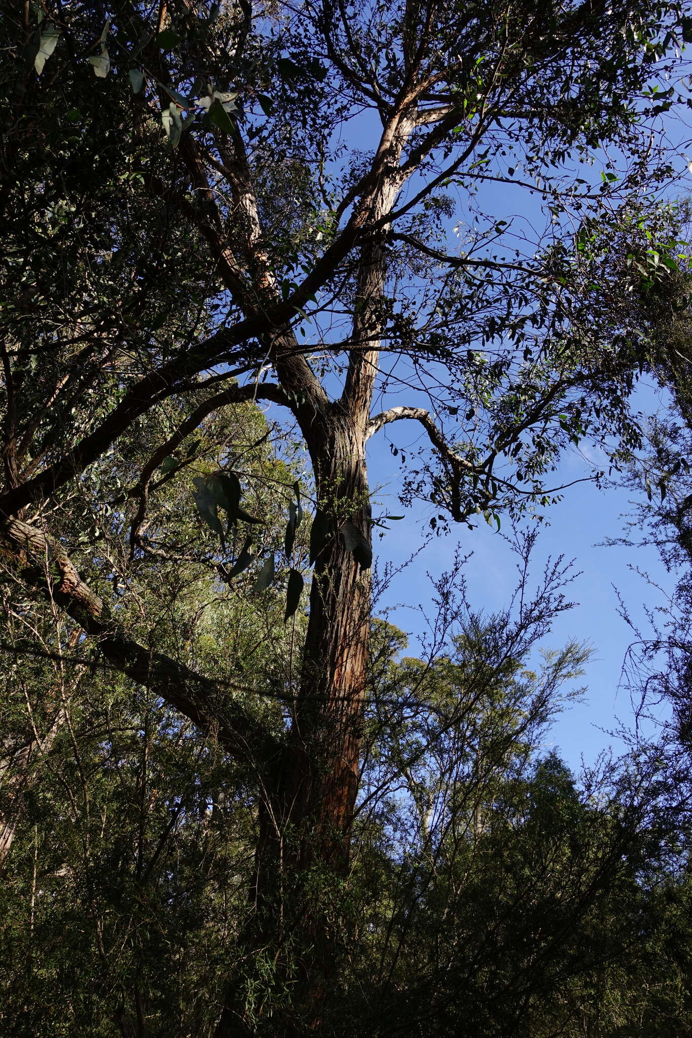 Image of Eucalyptus globoidea Blakely