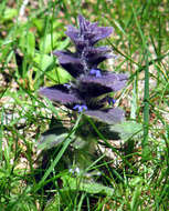 Image of Pyramidal Bugle