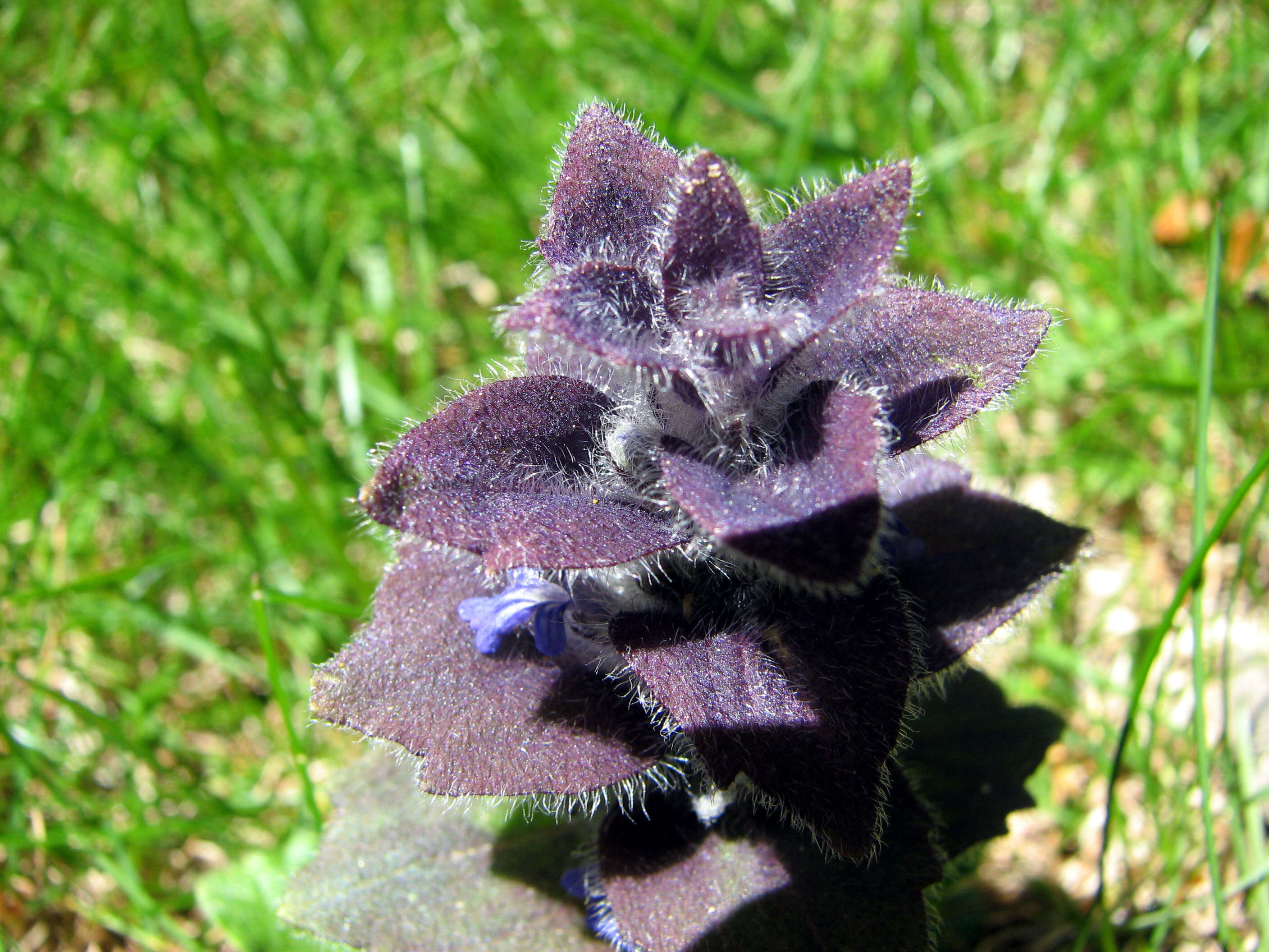 Image of Pyramidal Bugle