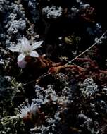 Image de Sedum anglicum Hudson