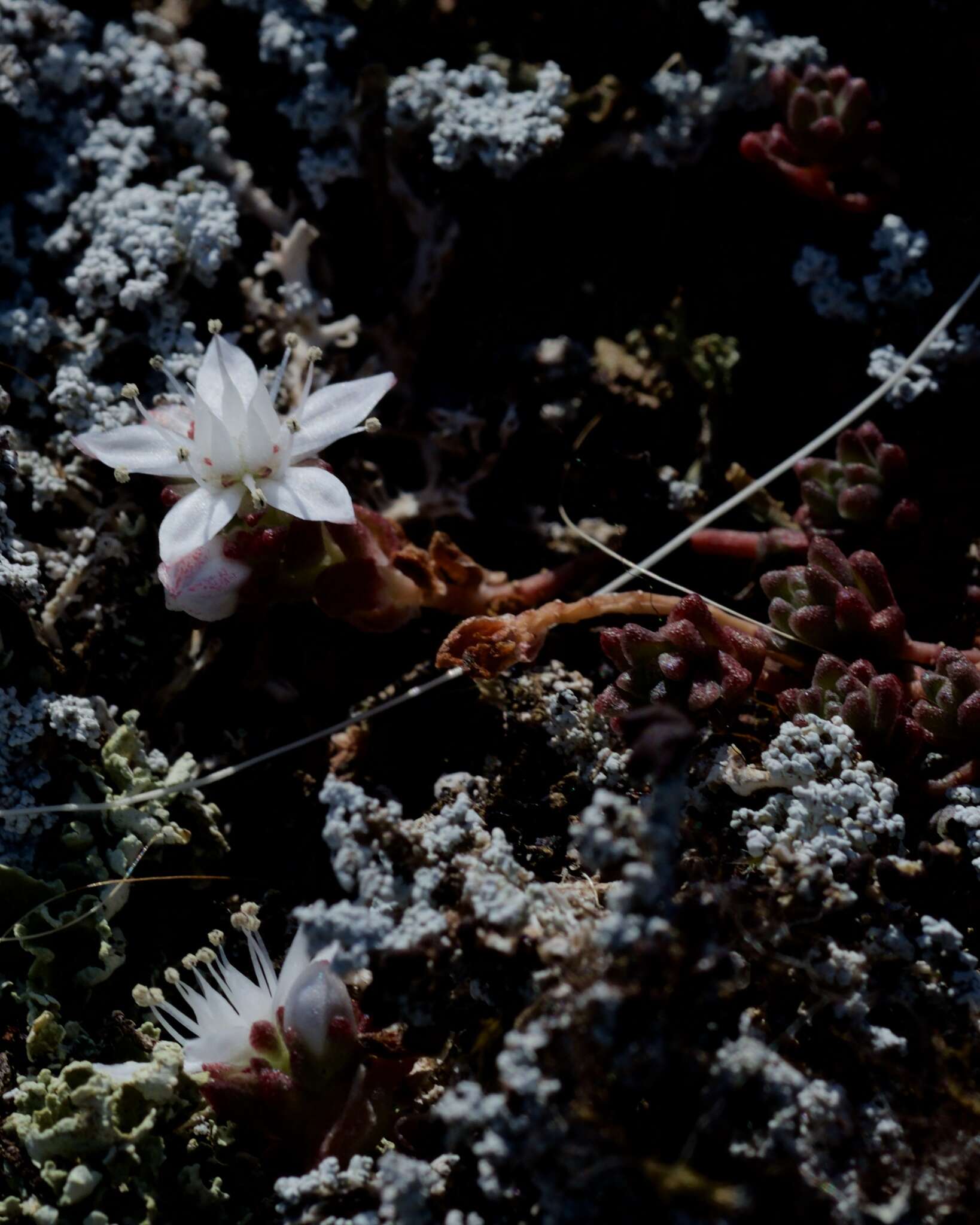 Imagem de Sedum anglicum Hudson