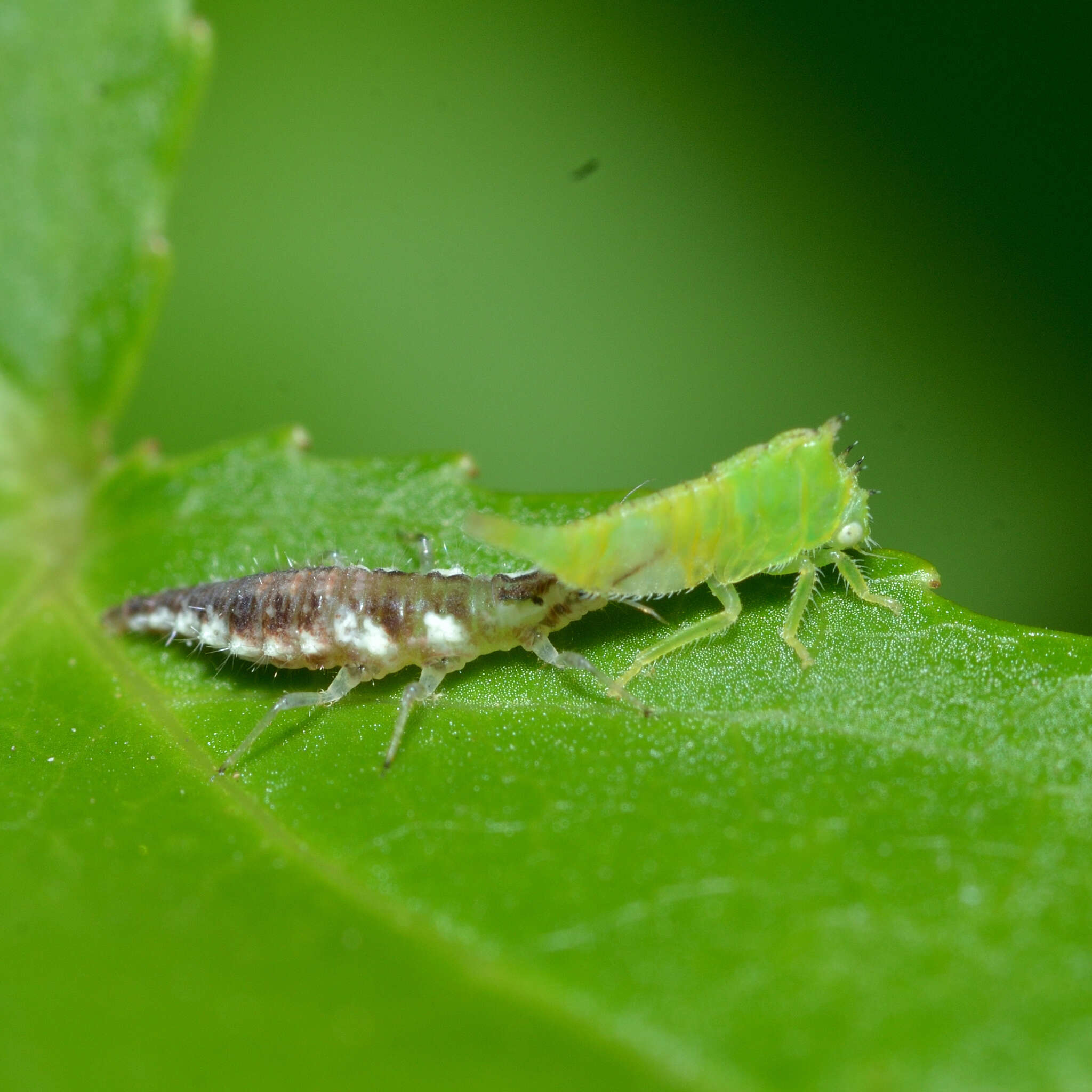 Image of Stictocephala militaris Gibson & Wells