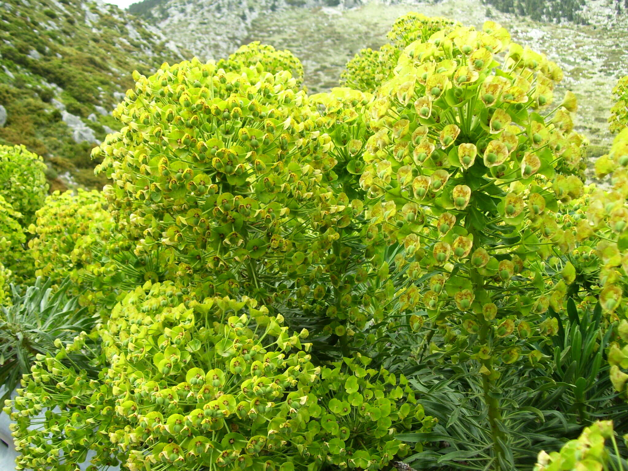 Image of Albanian spurge