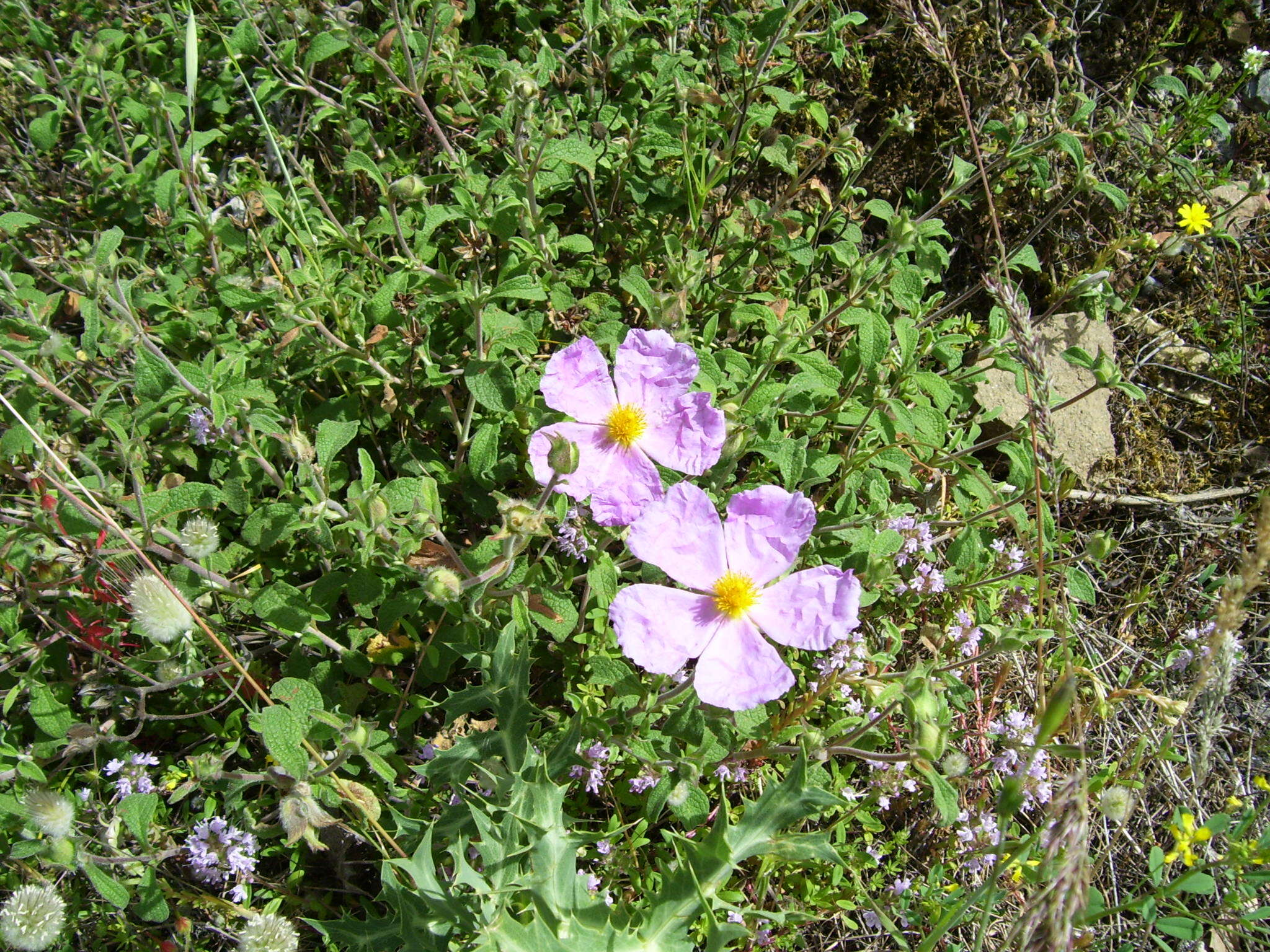 Image of Cistus creticus L.