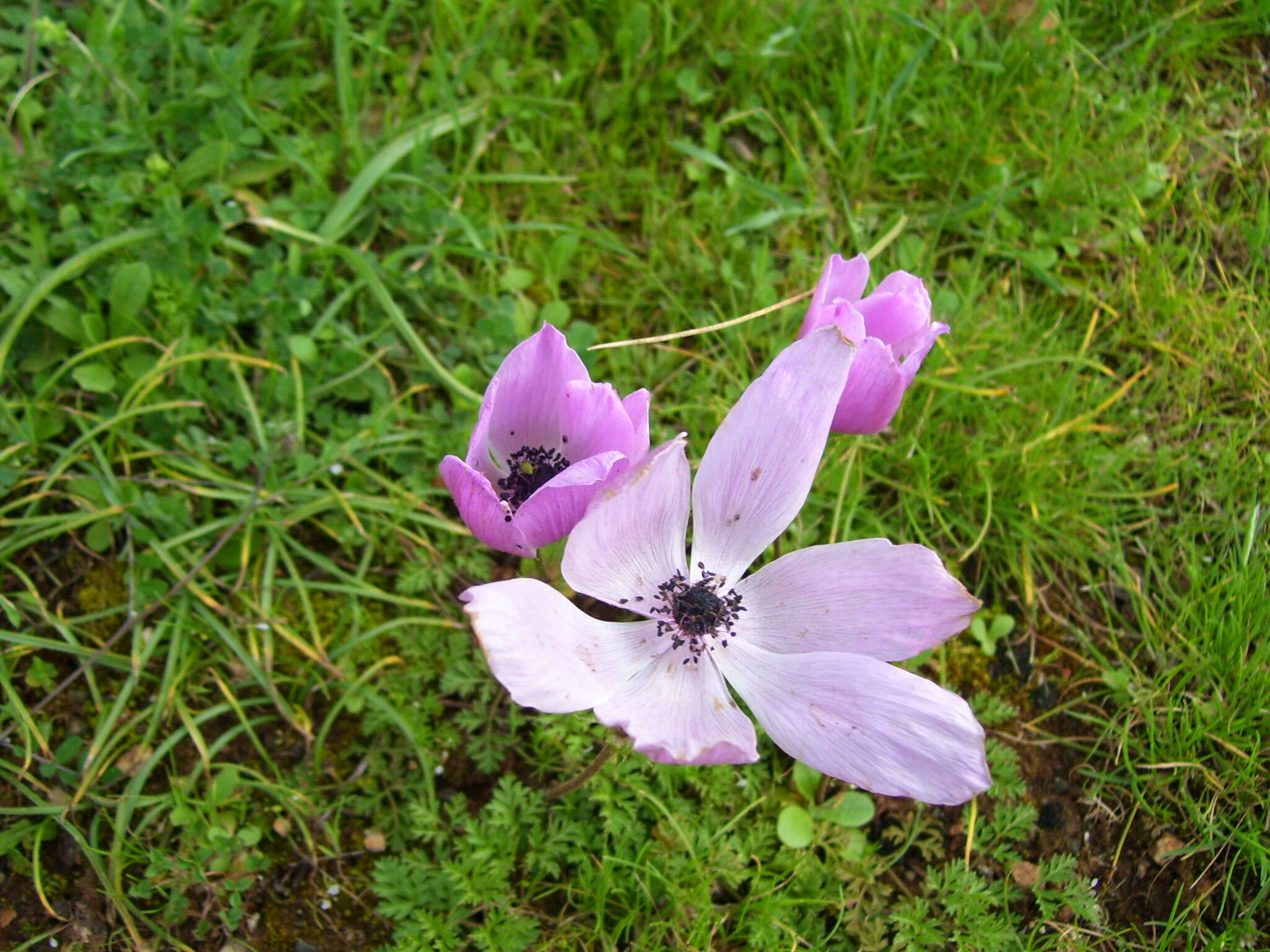 Image of lilies-of-the-field