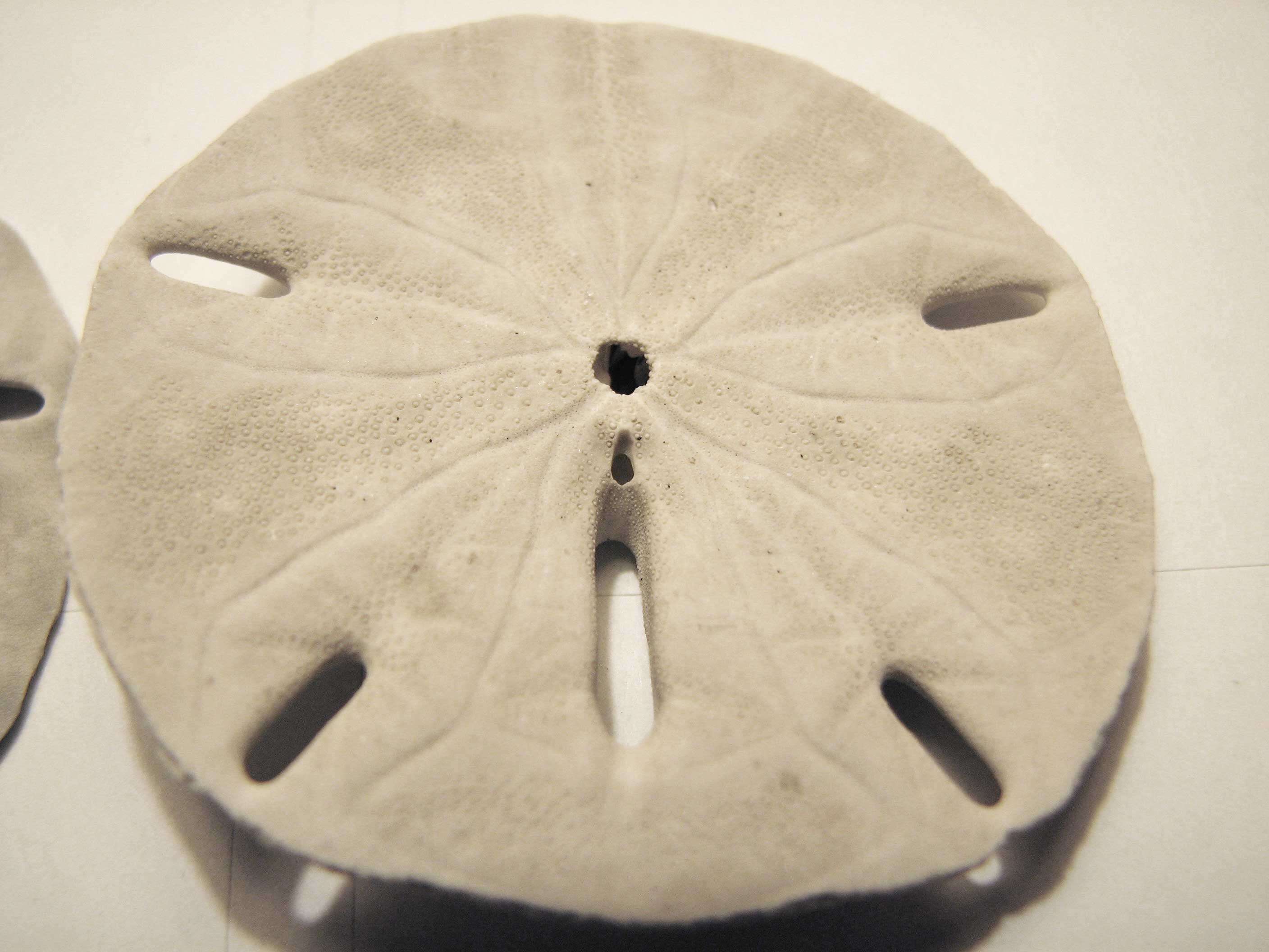 Image of Sand dollar