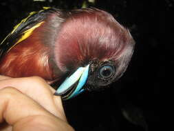 Image of Banded Broadbill