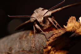 Image of Pine hawkmoth