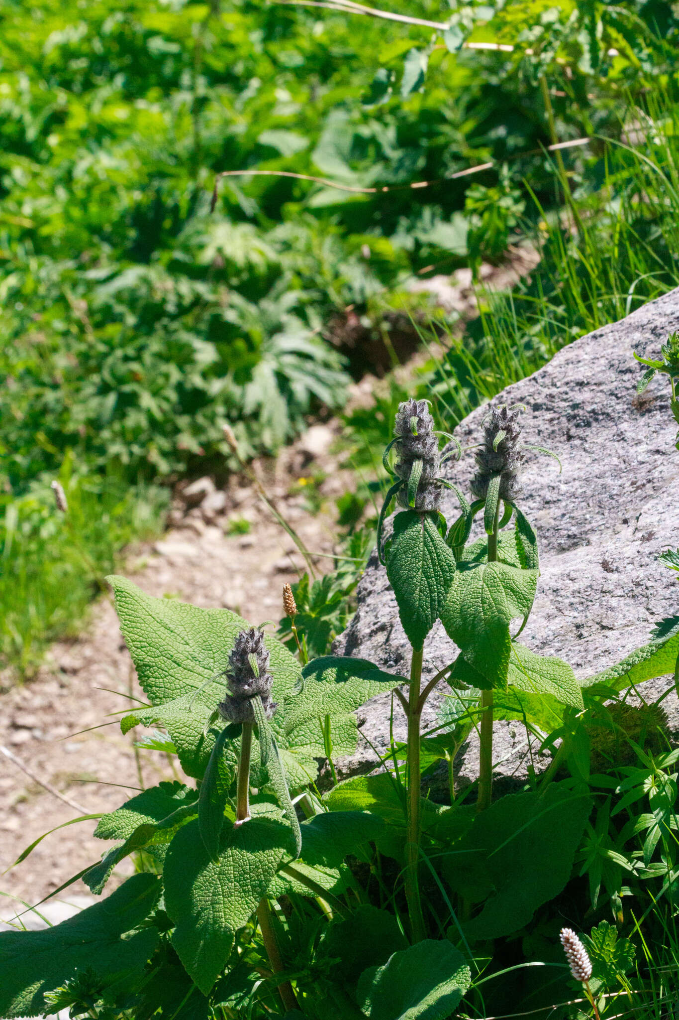 Image of Phlomoides oreophila (Kar. & Kir.) Adylov, Kamelin & Makhm.