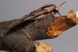 Image of Pine hawkmoth