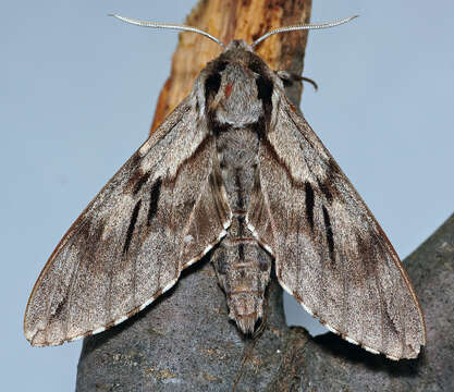 Image of Pine hawkmoth