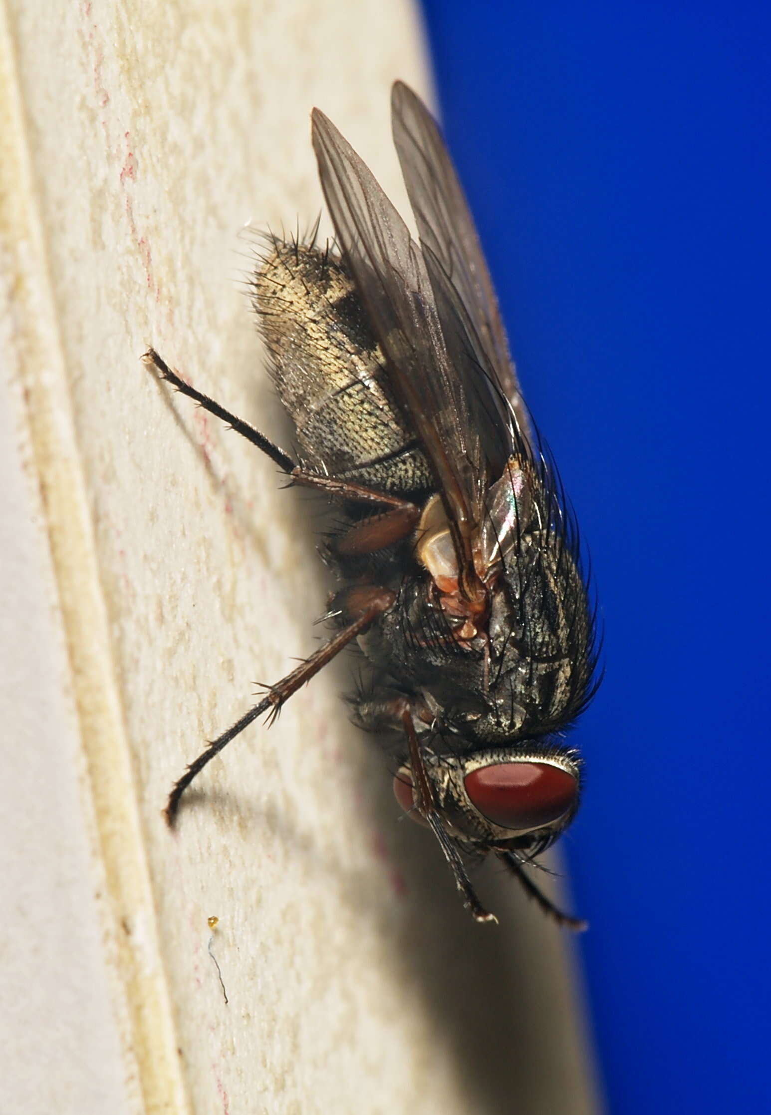 Image of False stable fly
