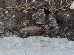 Image of Field Cockroach