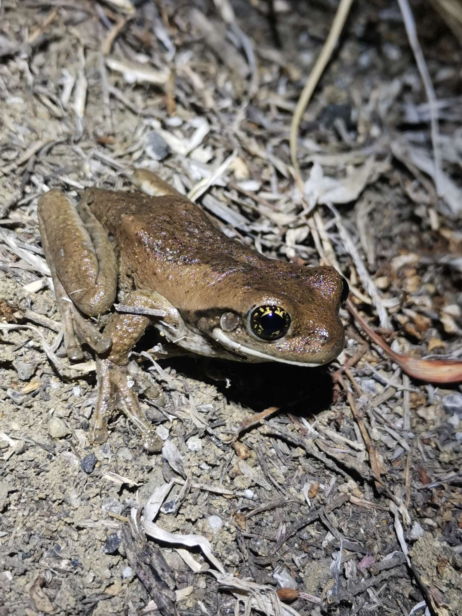 صورة Trachycephalus quadrangulum (Boulenger 1882)