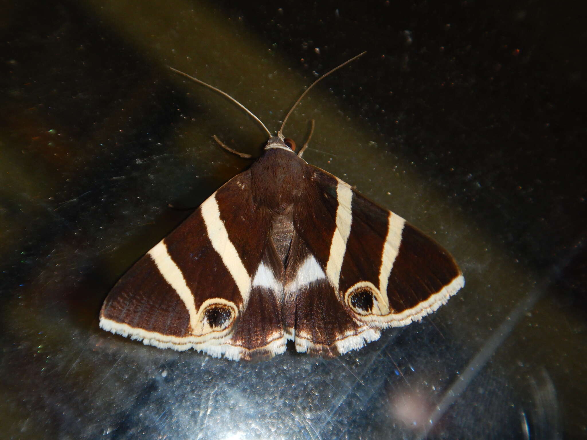 Image of Grammodes ocellata Tepper 1890