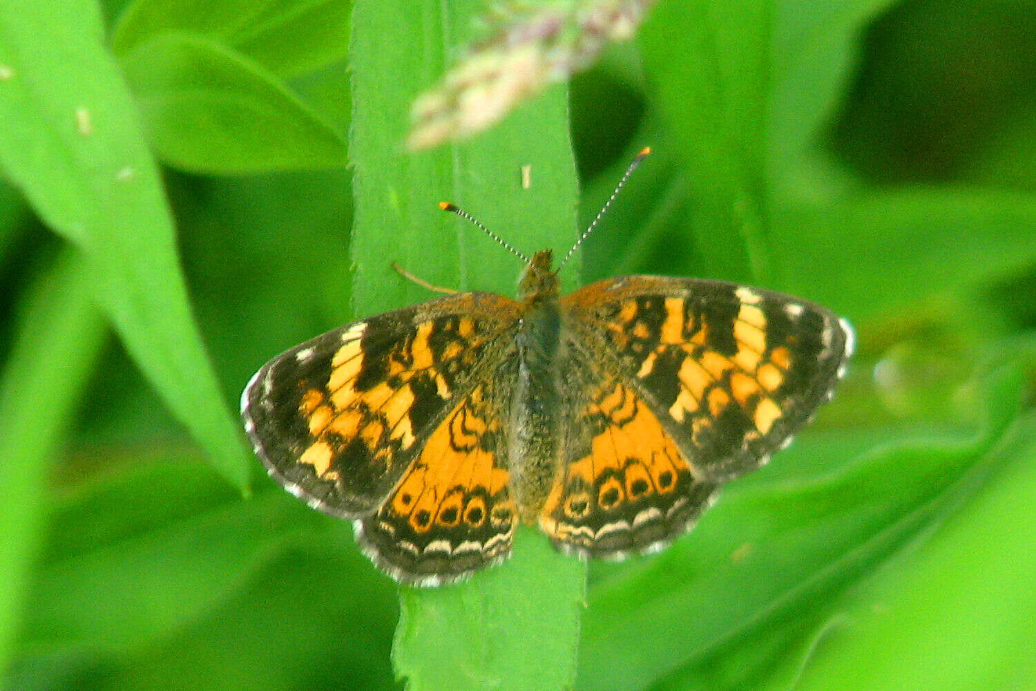 Image of Tawny Crescent