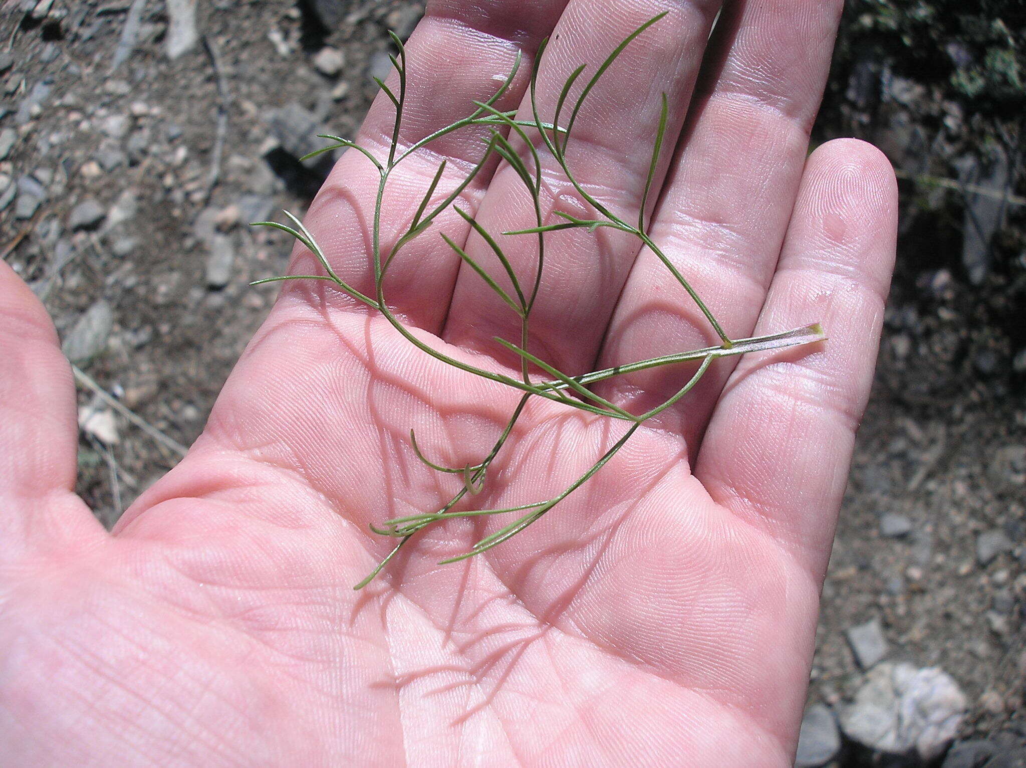 Image de Harbouria trachypleura (A. Gray) Coult. & Rose