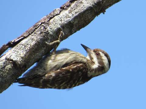 Image of Sunda Pygmy Woodpecker