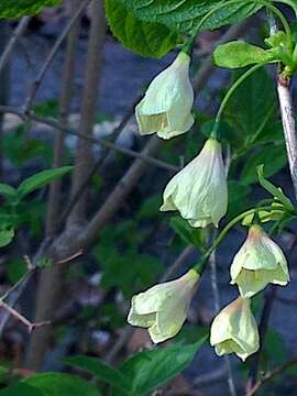 Image of mountain silverbell