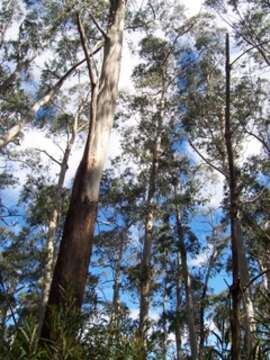 Image of Eucalyptus oreades F. Müll. ex R. T. Baker