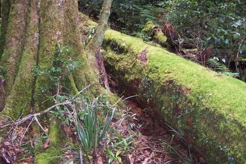 Image of Nothofagus moorei (F. Muell.) Krasser