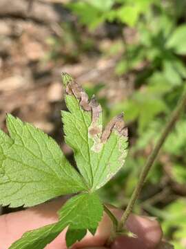 Phytomyza canadensis Spencer 1969 resmi