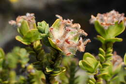 Image of Pimelea traversii Hook. fil.